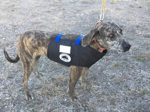 Bay Vest with blue straps and open top