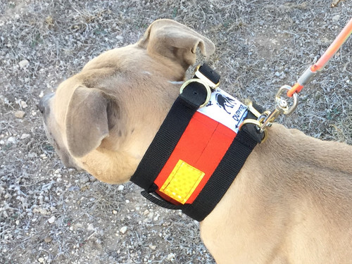 Hog Dog Cut Collar with Tracker and Trainer Features