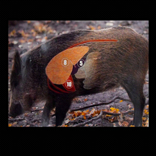 Wild Boar Target Showing Vital Kill Areas